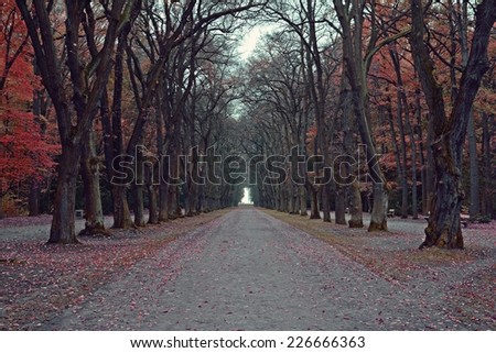 Beautiful autumn tree path in prague