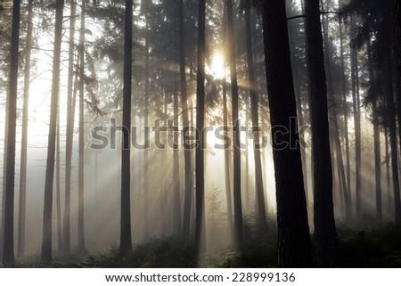 Scenic view of rays of sun beaming through the forest