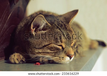 Cute tired cat sleeping, portrait detail.