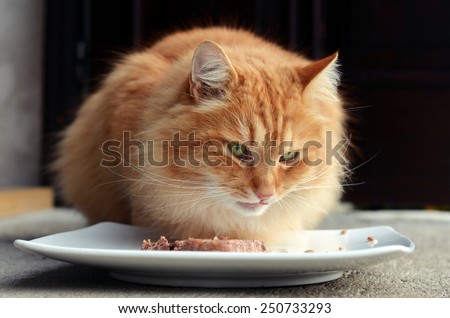Hungry cat eating food
