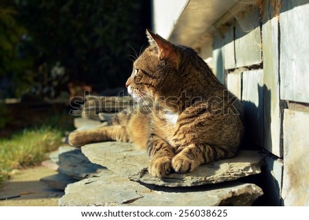 Cute tired cat lying on the garden