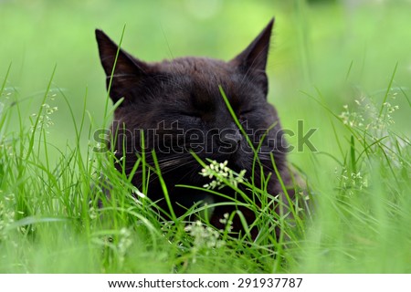 Black tired cat on the green grass