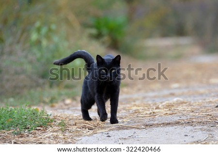 Black cat walking down the street