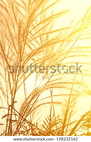 Abstract nature background with flowering grass in the meadow and sunset in the wind