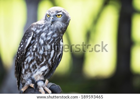 Yellow eyed OWL