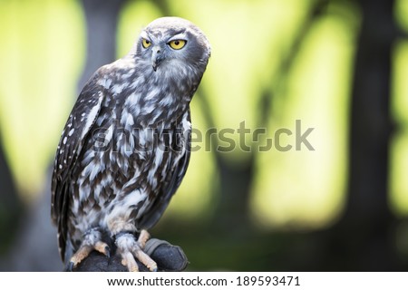 Yellow eyed OWL