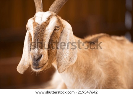 A goat by itself in a barn in Queensland.