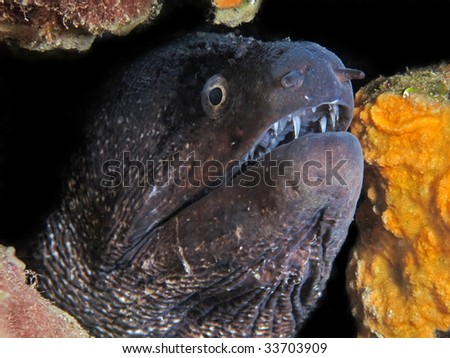 stock photo underwater murena moray