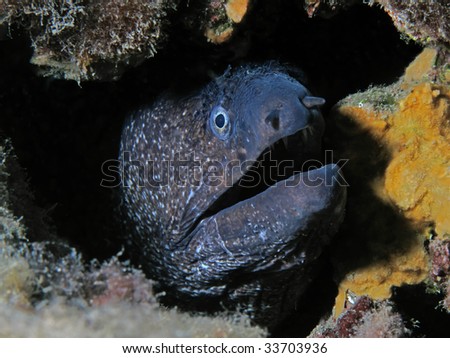 stock photo underwater murena moray