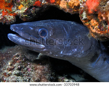 stock photo underwater conger conger murena moray