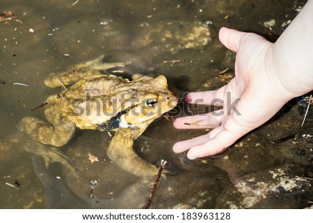 A frog in a pond approaching a hand.