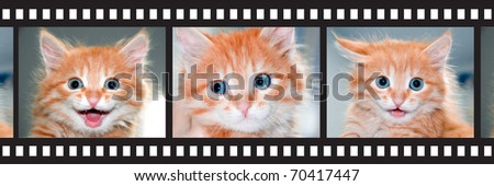 Cute orange kitten with blue eyes