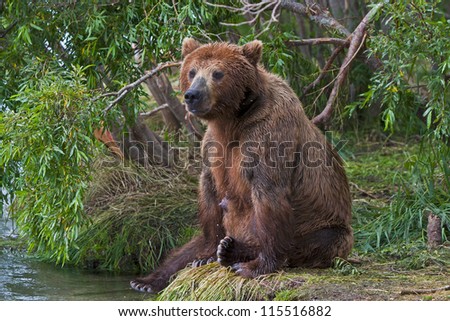 The brown bear fishes in Russia on Kamchatka