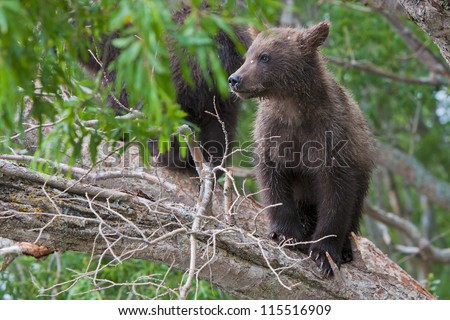 Bear cubs in Russia on the peninsula of Kamchatka