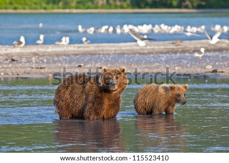 Bear with bear cubs in Russia on the peninsula of Kamchatka