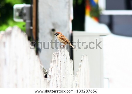 sparrow on white wood fencing