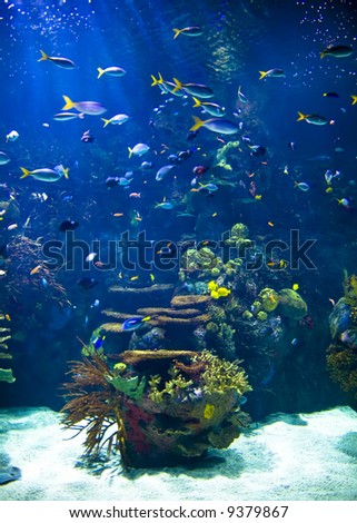 Tropical aquarium full of life.