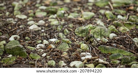 White and mossy green stones in close up on forest path