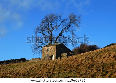 A remote house in Swaledale in the shadow of a large tree. Yorkshire dales national park. UK