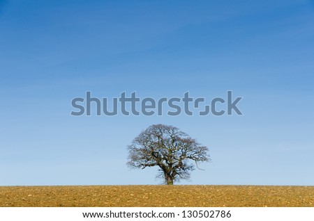 Lone oak tree in winter against blue sky