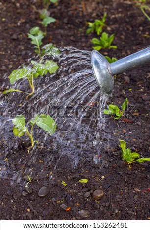watering vegetable patch