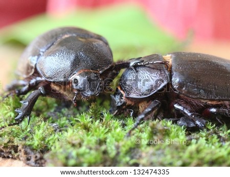 Cute Rhino beetle females on moss