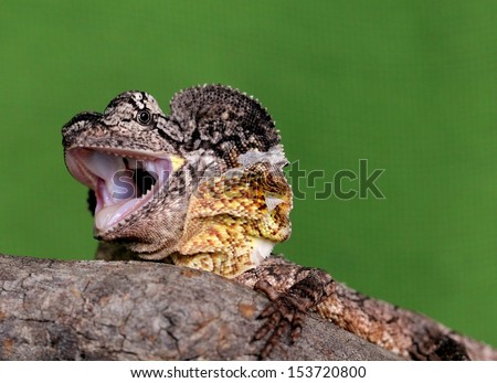Baby Australian frilled neck lizard