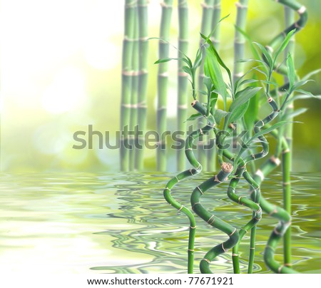Stalks of bamboo. Background for graphic design