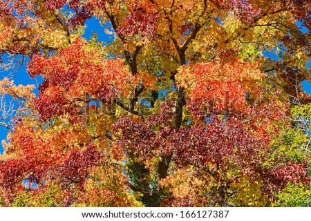 A sweet-gum tree in Tower Grove Park (St. Louis) proudly displays its spectrum of majestic colors: red, orange, yellow, green, and purple.