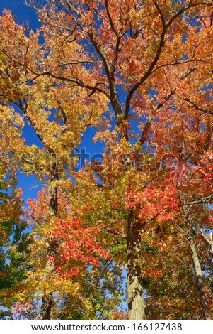 The spectacular multicolored autumn foliage of a sweet-gum tree in Forest Park.