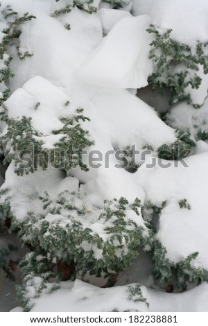 When you get 8 inches of snow, it really freshens up the yard. The plant is a singleseed juniper.