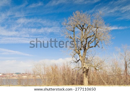 A tall tree under a blue sky striped with feathery clouds at the Lincoln-Shields Recreation Area on the Missouri side of the Mississippi River on a late winter/early spring afternoon.