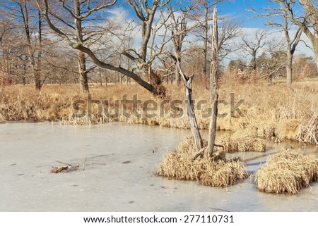 A frozen pond in the Deer Lake Natural Area wetland in St. Louis Forest Park on a sunny winter day with a few altocumulus clouds.