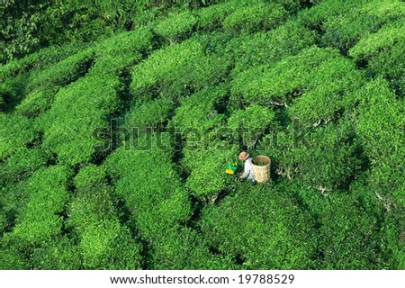 worker Harvesting tea, top view