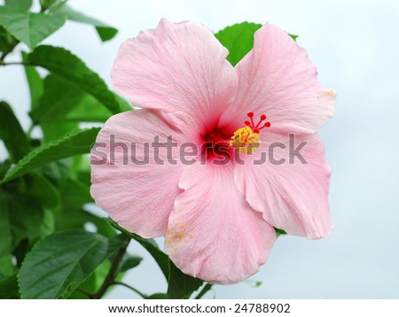 stock photo pink hibiscus flower closeup