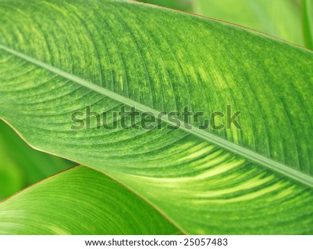 tropical plant close-up