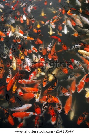 mass of carp fish in the pool