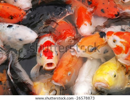 carp fish in the pool close-up