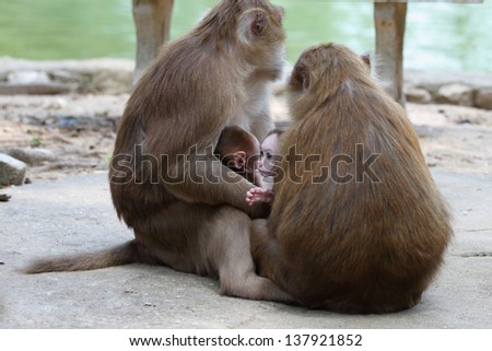 Monkey family in temple of Thailand