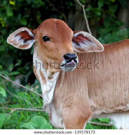 little baby cow in farm