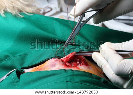 Vet closing a wound during surgery,step of dog surgery