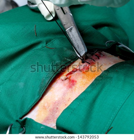Vet closing a wound during surgery,Dog surgery
