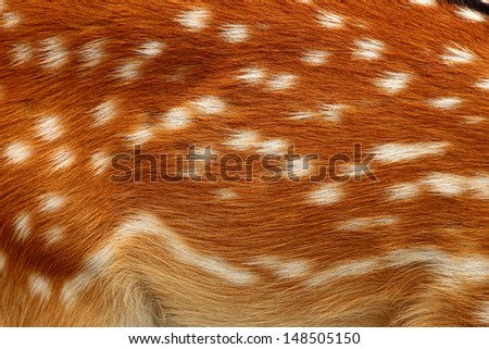 texture of real axis sika deer fur