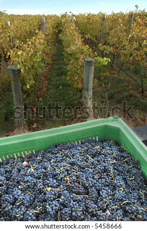 Red wine grapes harvesting in bins in Australia