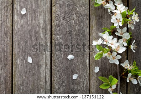 Spring flowers on wooden table background. Plum blossom. Top view