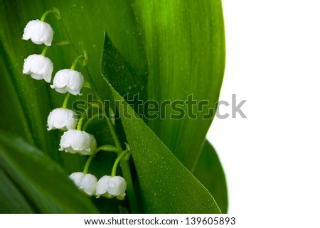 Lily of the valley with water drops isolated on white background. Convallaria majalis