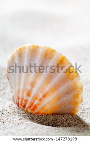 Seashell on beach background. Summer concept with copy space. Macro shot