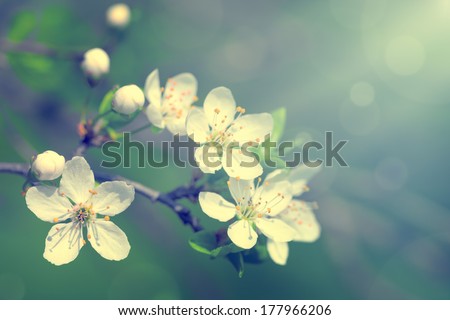 Spring flowers for background. Empty room for text