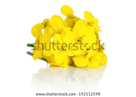 Rapeseed flower on white background Brassica napus blossom Rapeseed flower on white background Brassica napus blossom