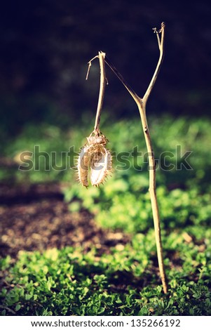 Vintage photo of the dried plant in the garden